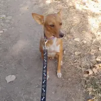 Adopta a Romy