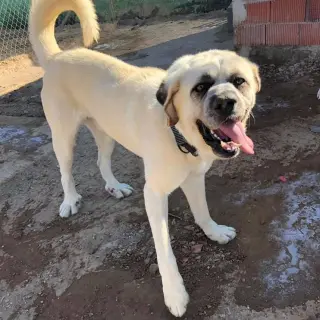 Brutus