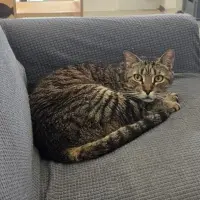 Adopta a Pant
