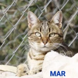 Adopta a Mar