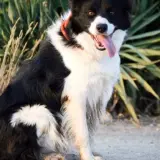 Adopta a Bady