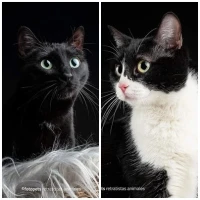 Adopta a Marlene (Con Cocó)