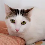 Adopta a Clavelina