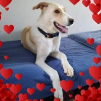 Adopta a Aura