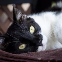 Adopta a Muñequita Linda