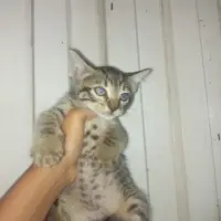 Adopta a Katiusca