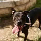 Adopta a Lia