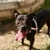 Adopta a Lia