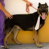 Adopta a Sebas