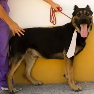 Sebas