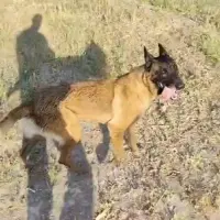 Adopta a Furia