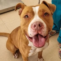 Adopta a Cinammon Roll