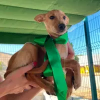 Adopta a Ares Cachorro Tlf 645978718