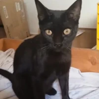 Adopta a Shadow Manu