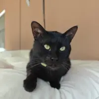 Adopta a Charlye