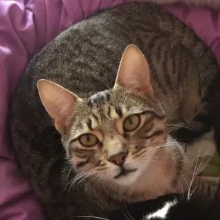 Azrael