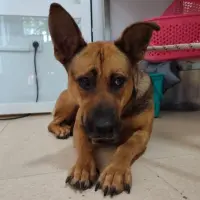 Adopta a Valeria