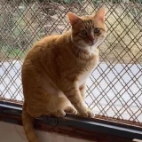 Adopta a Musti