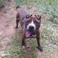 Adopta a Tigre
