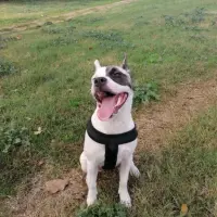 Adopta a Noah