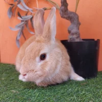 Adopta a Oso ( Castrado)