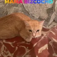 Adopta a Bizcocho