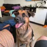 Adopta a Trevor