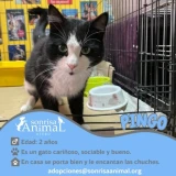 Adopta a Pingo