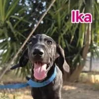 Adopta a Ika