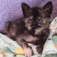 Adopta a Peca