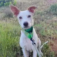 Adopta a Puck