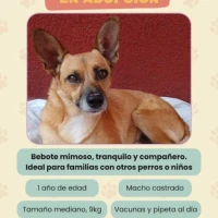 Adopta a Salvo
