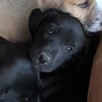 Adopta a Cachorro Cruzado Dálmata Y Braco De Weimar
