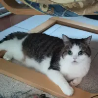 Adopta a Tolina