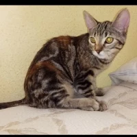 Adopta a Gatitas en Adopcion