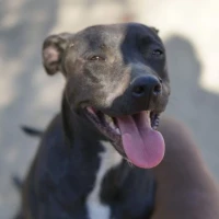 Adopta a Cora