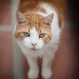 Adopta a Nemo