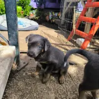 Adopta a Hipopotama