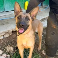 Adopta a Mochi