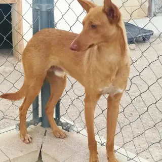 Dumbo