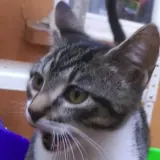 Adopta a Primi