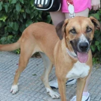 Adopta a Seagram