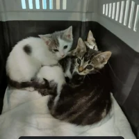 Adopta a Lucas, Mateo Y Simona Ev