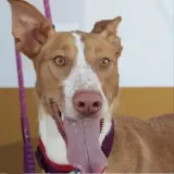 Adopta a Solana
