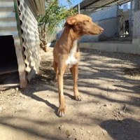 Adopta a Santori