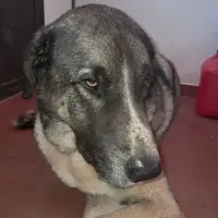 Adopta a Bruno