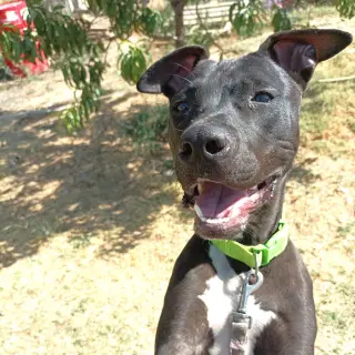 Brutus