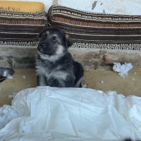 Adopta a Pastor Aleman