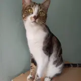 Adopta a Nivi