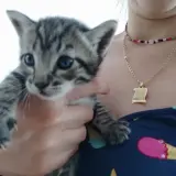 Adopta a Koda